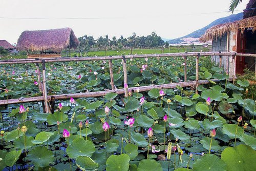 Đường vào đầm sen hoa nở bạt ngàn ở Nha Trang